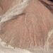 close up of nazca lines on rock