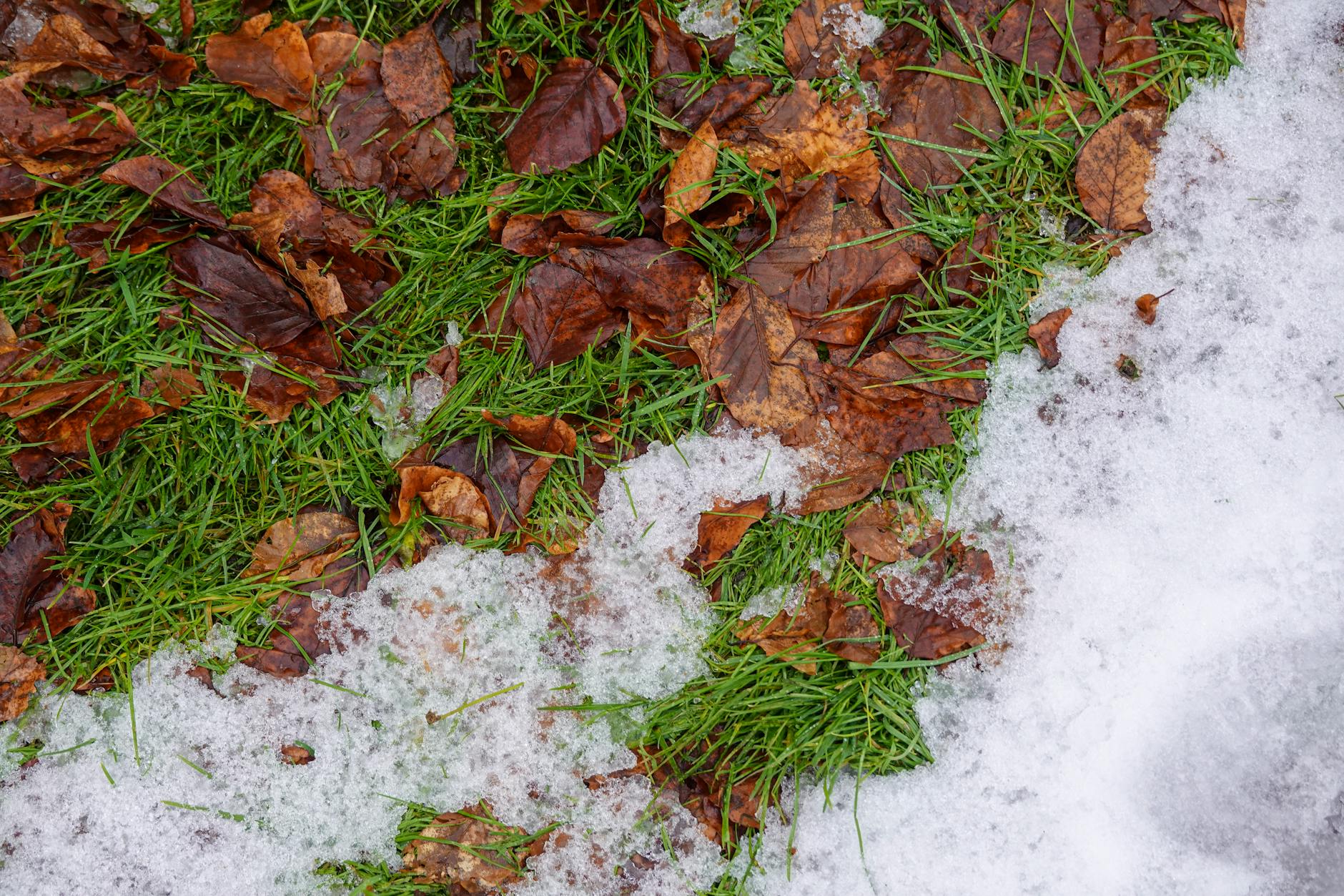 fallen leaves and snow on grass