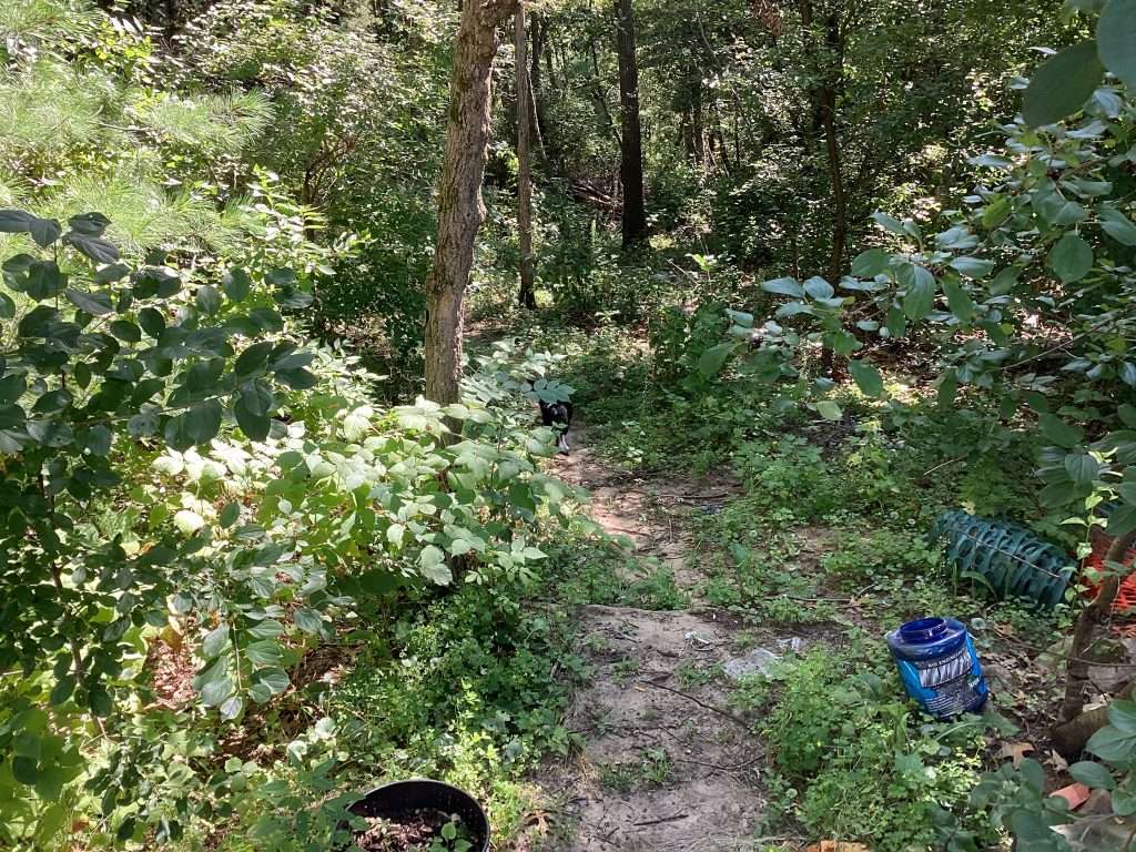 black and white cat on wooded path