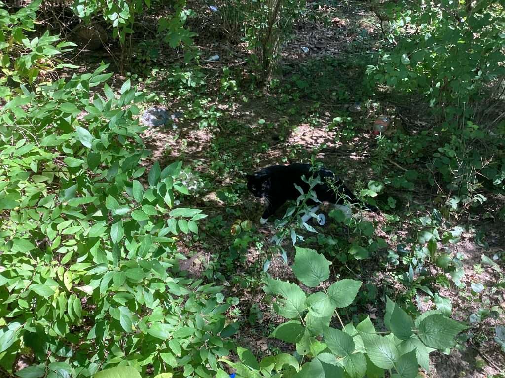 black and white cat walking through the woods