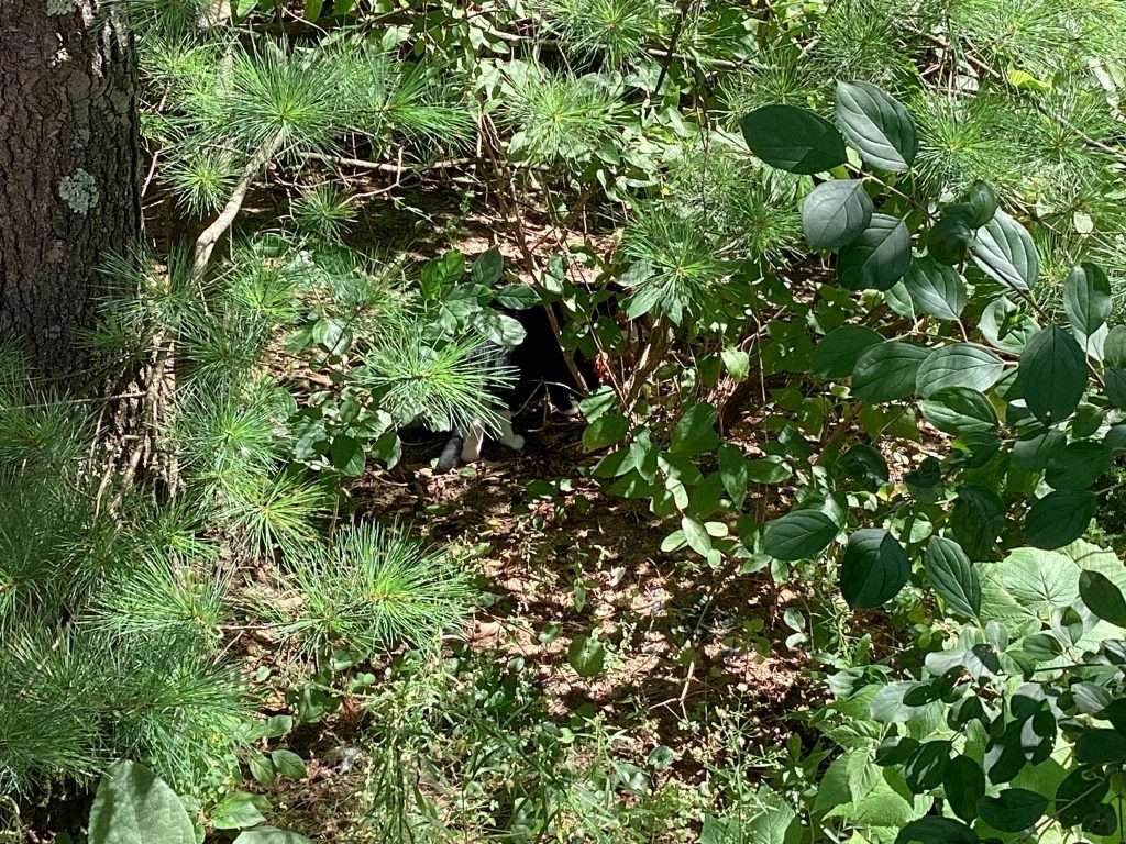 black and white cat hiding in wooded area