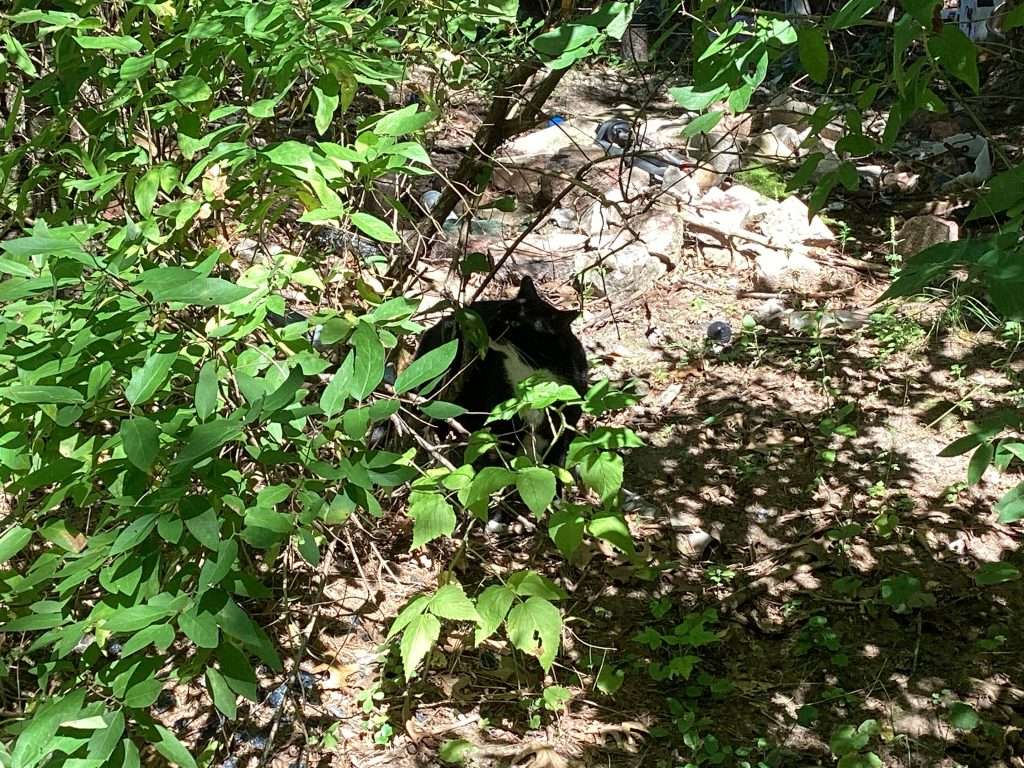 black and white cat hiding in wooded area