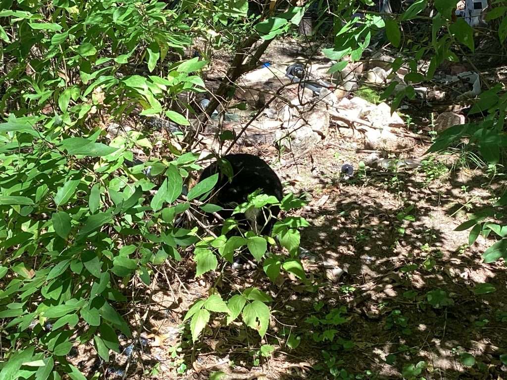 black and white cat hiding in wooded area