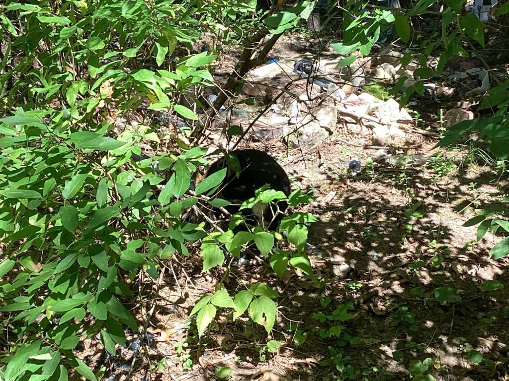 black and white cat hiding in wooded area
