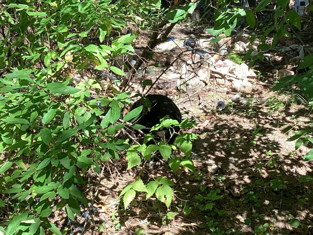 black and white cat hiding in wooded area