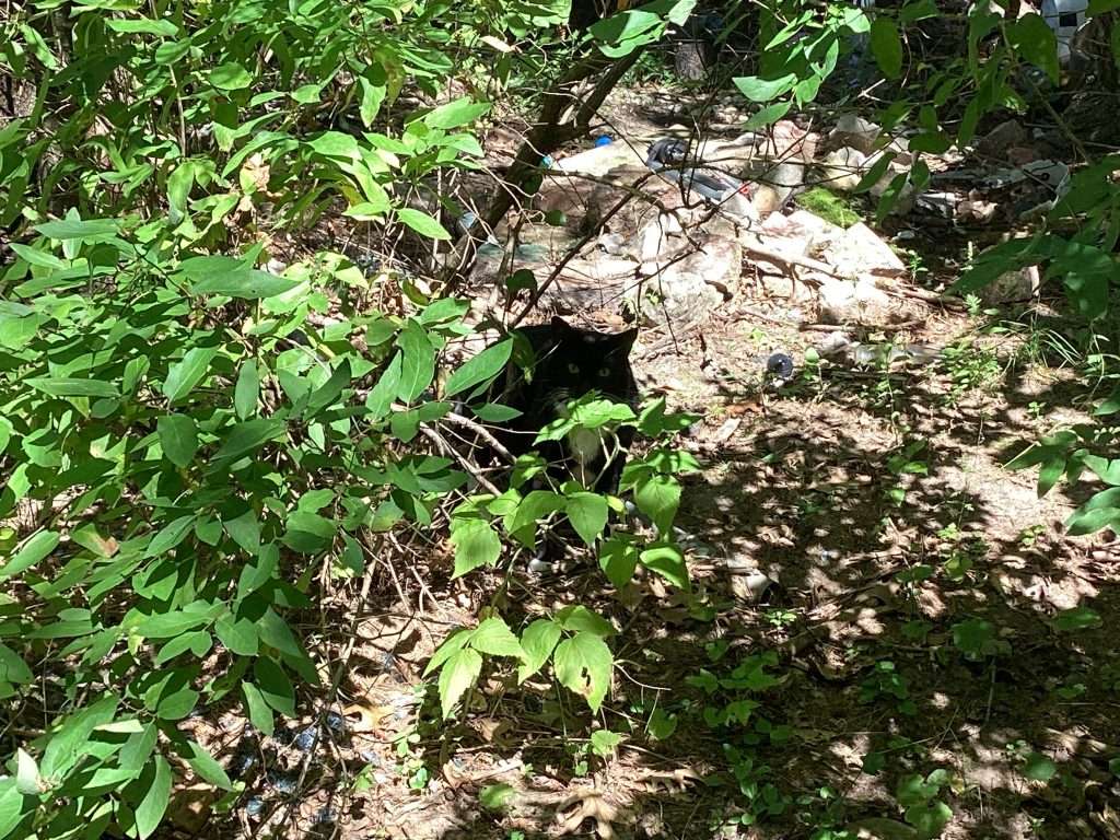 black and white cat hiding in wooded area