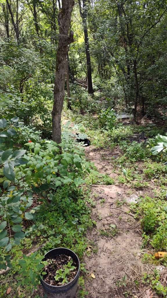 black and white cat laying on wooded pathway