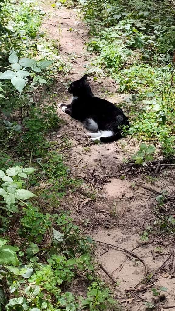 black and white cat laying on pathway in wooded area