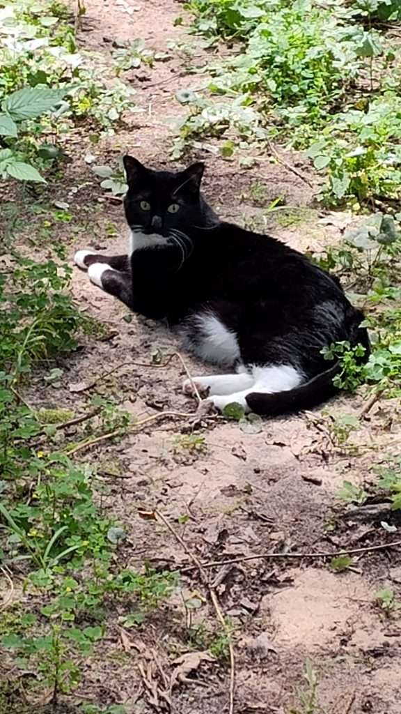 black and white cat laying on pathway in wooded area