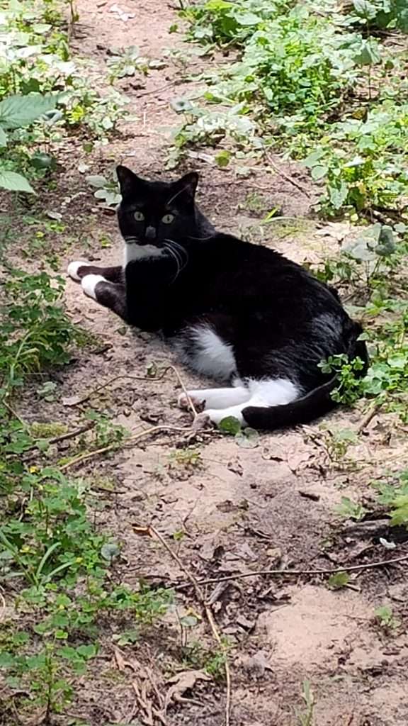 black and white cat laying on pathway in wooded area