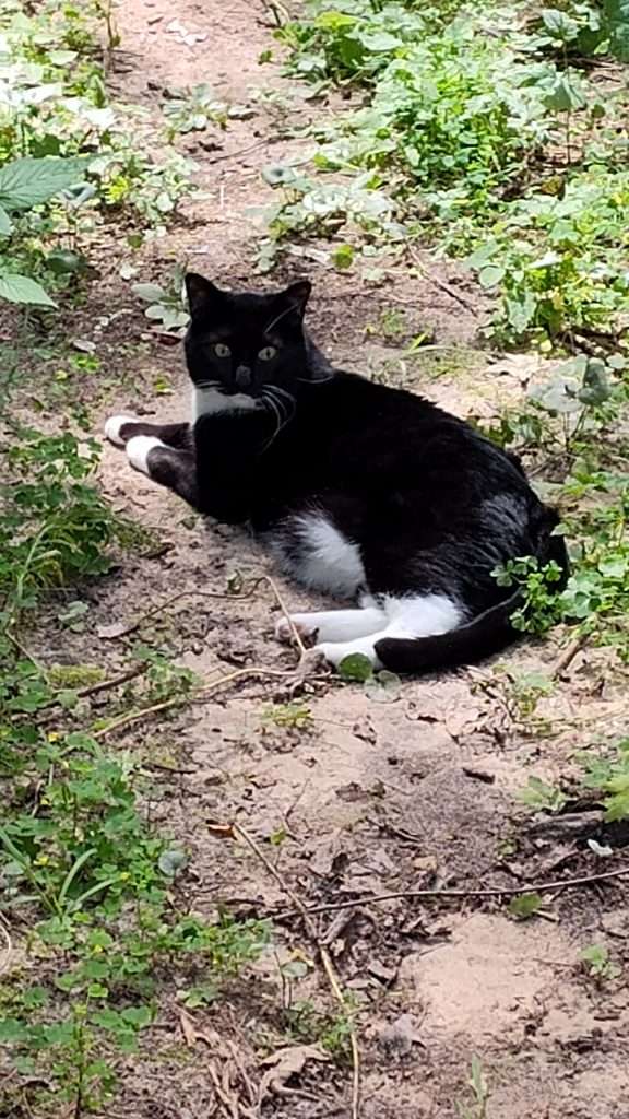 black and white cat laying on pathway in wooded area