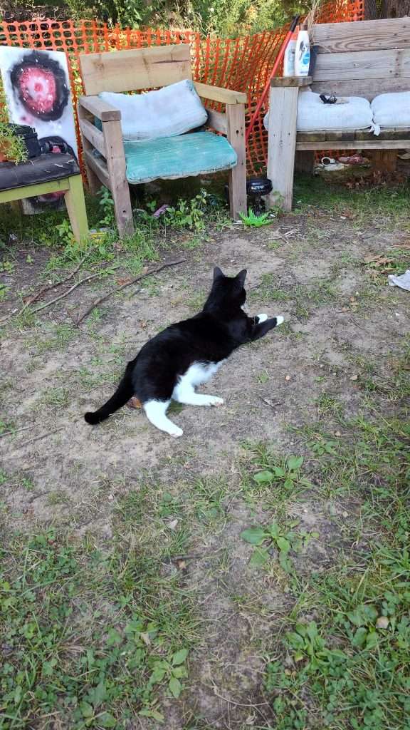 black and white cat laying in front of some seats outside