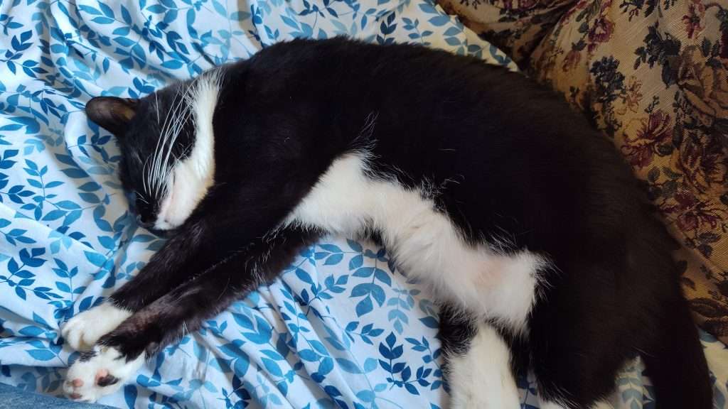 black and white cat laying on a couch